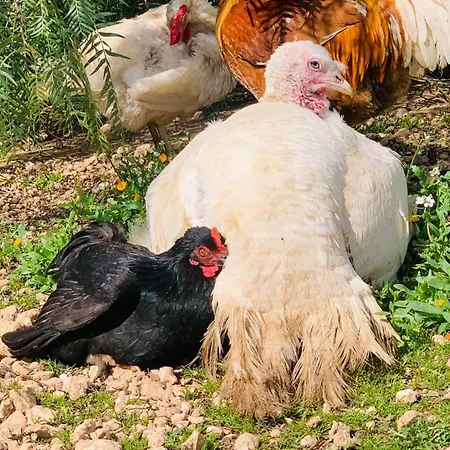 فندق مبيت وإفطار Da Cimonella